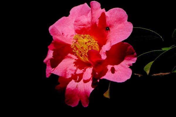 山茶花的園林用途 山茶花的家居作用