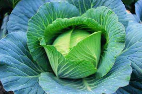 卷心菜泡菜怎么做簡單又好吃 卷心菜泡菜的腌制方法