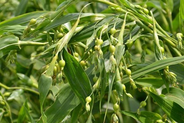 薏米是怎么種出來的 薏米是什么植物的果實(shí)