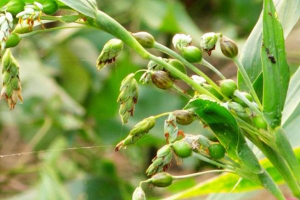 薏米是怎么種出來的 薏米是什么植物的果實(shí)