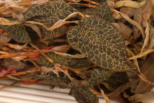 新鮮金線蓮怎么保存 金線蓮保質期有多久