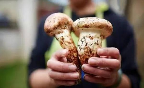 松茸的做法 松茸怎么做好吃又簡(jiǎn)單