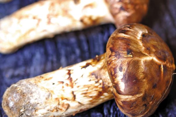 新鮮松茸需要焯水嗎 新鮮松茸怎么吃