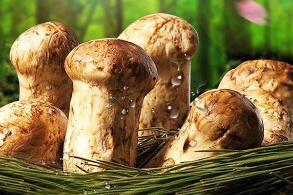 新鮮的松茸怎么吃最好 松茸可以生吃嗎