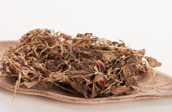 金線蓮可以吃嗎 金線蓮是涼性的嗎