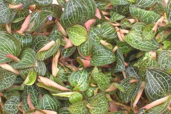 金線蓮可以吃嗎 金線蓮是涼性的嗎