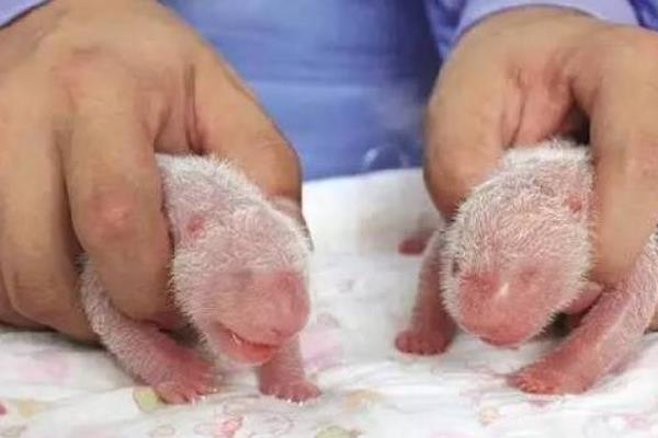 熊貓幼崽為什么那么小 熊貓幼崽成長過程