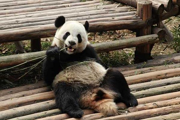 熊貓會攻擊人嗎 熊貓為什么是黑白色