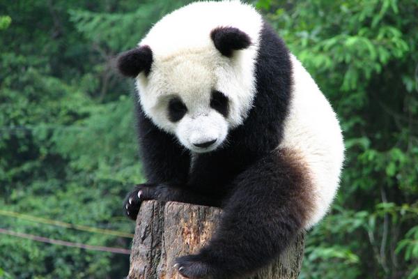 熊貓會攻擊人嗎 熊貓為什么是黑白色
