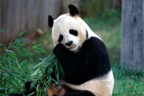 熊貓會攻擊人嗎 熊貓為什么是黑白色