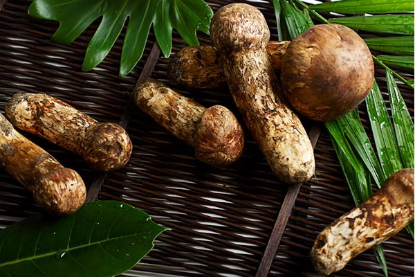 松茸的做法 松茸怎么做好吃又簡單