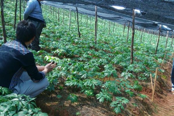 重樓種子育苗技術 重樓高產栽培技術