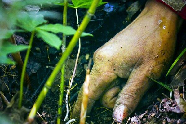 重樓種植一畝成本價是多少 重樓種植一畝利潤有多少