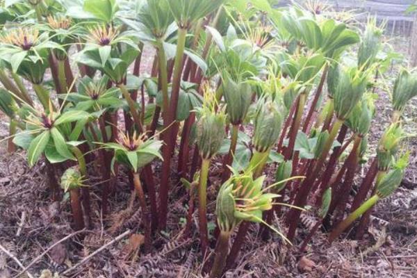 重樓市場價格多少錢一斤 野生重樓多少錢一斤