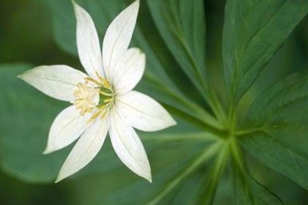 重樓市場價格多少錢一斤 野生重樓多少錢一斤