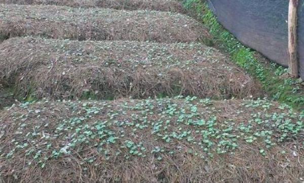 重樓種子育苗技術 重樓高產栽培技術