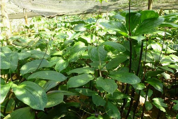 重樓種子育苗技術 重樓高產栽培技術