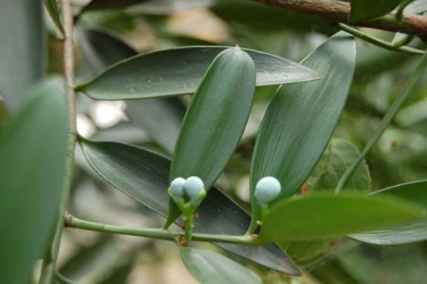 竹柏樹怎么修剪 竹柏樹種植技術與注意事項