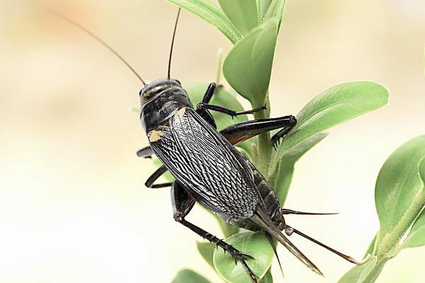 蟋蟀是益蟲還是害蟲 蟋蟀能活多久