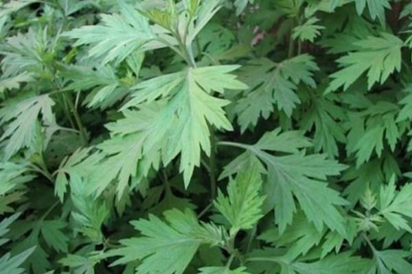 野艾蒿和艾草的區(qū)別是什么 野艾蒿和艾草哪個(gè)好