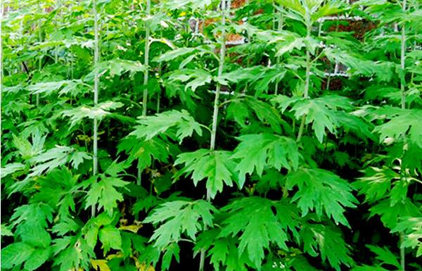 野艾蒿和艾草的區別是什么 野艾蒿和艾草哪個好