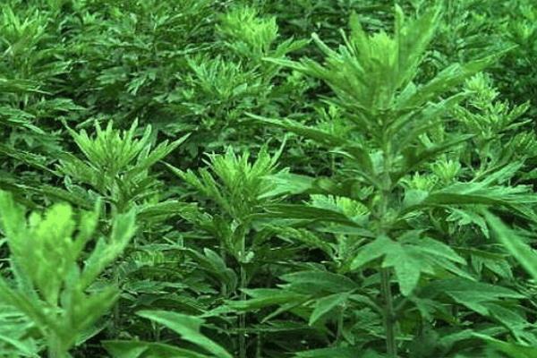 野艾蒿和艾草的區別是什么 野艾蒿和艾草哪個好