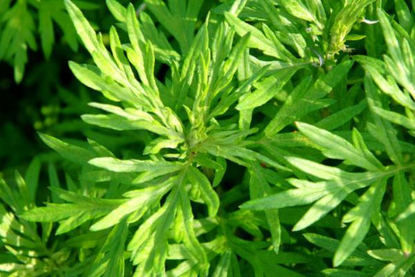 野艾蒿和艾草的區別是什么 野艾蒿和艾草哪個好