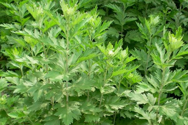 野艾蒿和艾草的區別是什么 野艾蒿和艾草哪個好