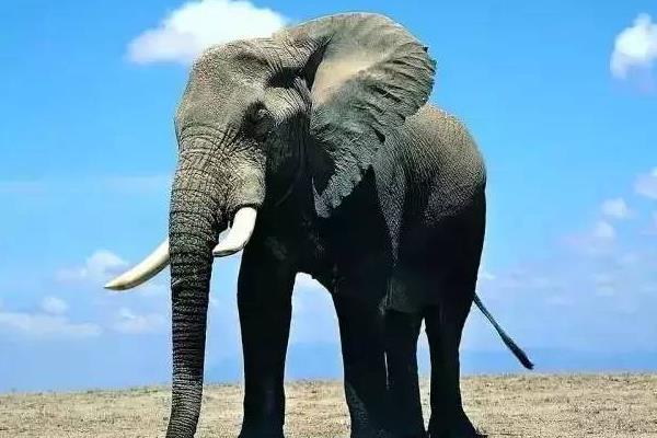 一頭大象有多重 大象沒(méi)有象牙會(huì)死嗎