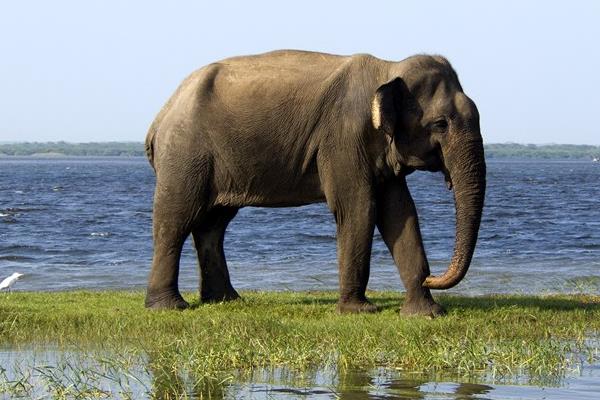 一頭大象有多重 大象沒(méi)有象牙會(huì)死嗎