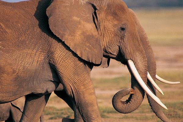 一頭大象有多重 大象沒(méi)有象牙會(huì)死嗎