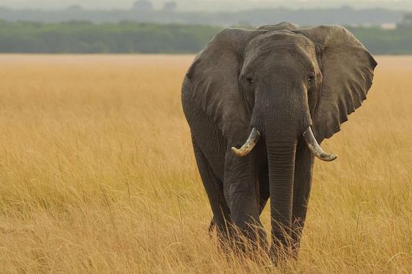 一頭大象有多重 大象沒(méi)有象牙會(huì)死嗎