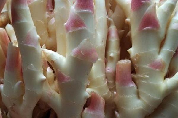 仔姜怎么吃 孕婦可以吃仔姜嗎