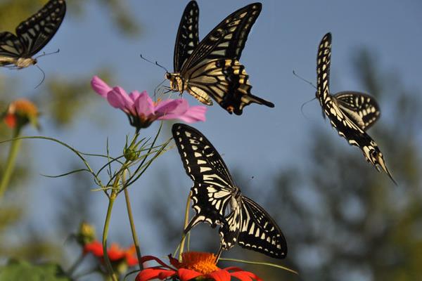 抓了一只蝴蝶怎么養(yǎng) 蝴蝶與蛾子的區(qū)別是什么