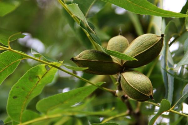 中國碧根果產(chǎn)地在哪里 碧根果樹北方能種嗎