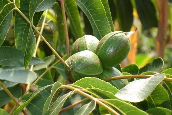 中國碧根果產(chǎn)地在哪里 碧根果樹北方能種嗎