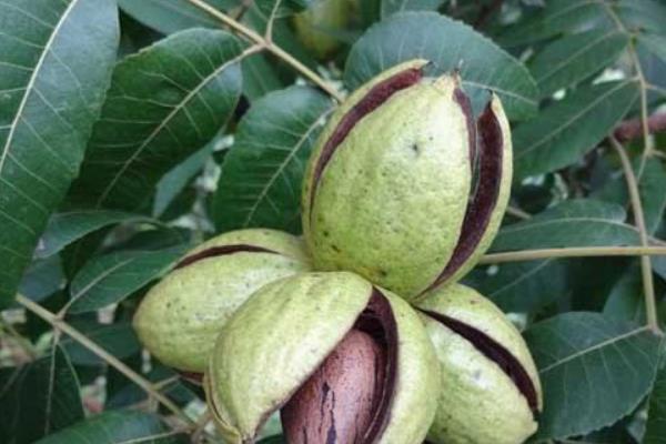 中國碧根果產(chǎn)地在哪里 碧根果樹北方能種嗎