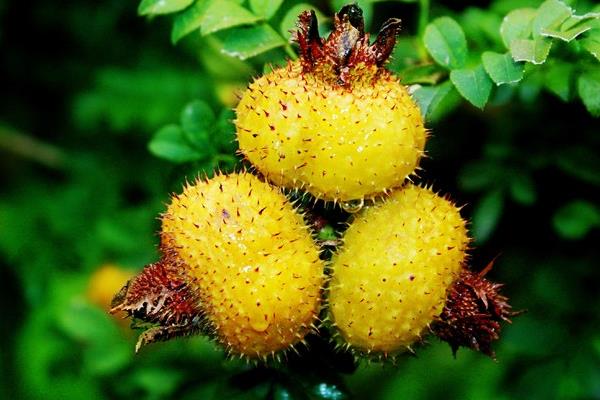 野刺梨市場價格多少錢一斤 刺梨幾月有