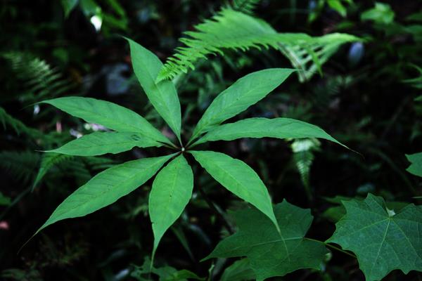 天南星的功效與作用及禁忌 天南星的藥用價值