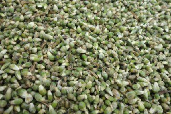 天南星種子市場(chǎng)價(jià)格多少錢一斤 天南星和膽南星的區(qū)別是什么