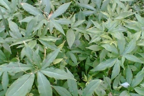 天南星種子市場(chǎng)價(jià)格多少錢一斤 天南星和膽南星的區(qū)別是什么