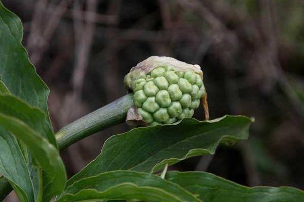 天南星的功效與作用及禁忌 天南星的藥用價值