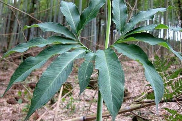 天南星的功效與作用及禁忌 天南星的藥用價值