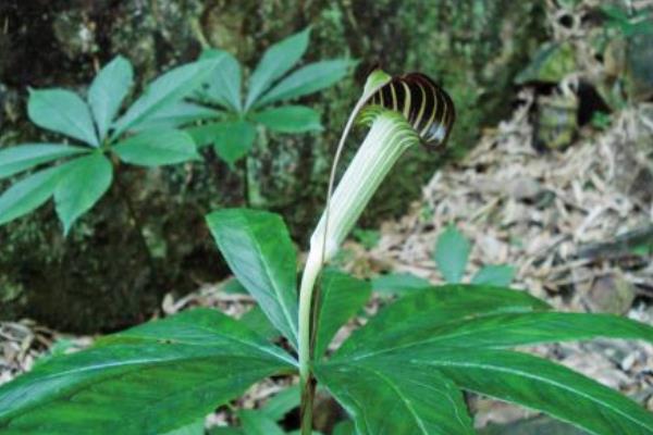 天南星的功效與作用及禁忌 天南星的藥用價值