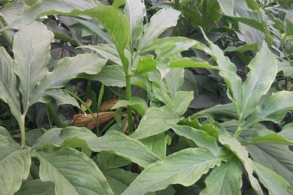 天南星的功效與作用及禁忌 天南星的藥用價值