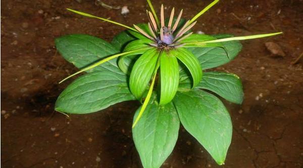 重樓的功效與作用及禁忌 重樓的藥用價值