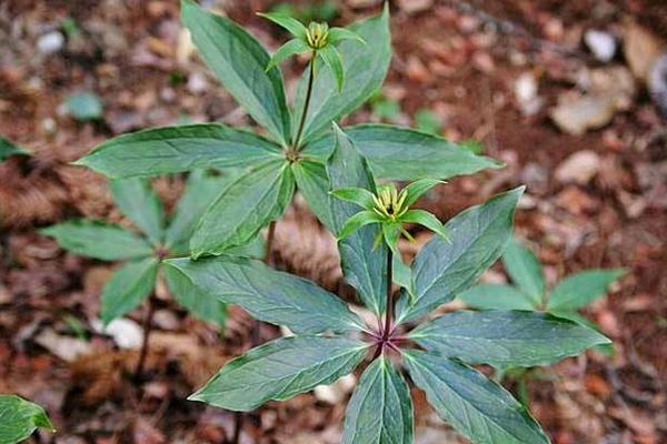 重樓的功效與作用及禁忌 重樓的藥用價值