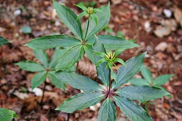 重樓有幾個品種 重樓又叫什么（別名） 重樓生長在什么地方