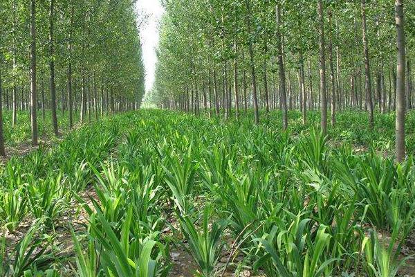 知母種植技術 知母的種植時間