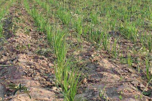 知母種植技術 知母的種植時間